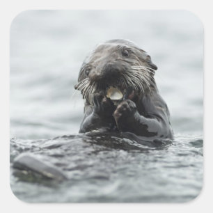 Entzückender Seeotter Quadratischer Aufkleber