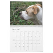 Entzückender Tierkalender Kalender (Mär 2027)