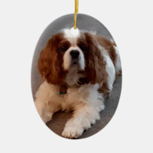 Entzückender unbekümmerter Königcharles Spaniel Keramik Ornament