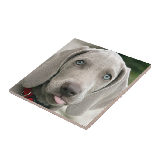 Entzückender weimaraner Welpe Fliese (Seite)