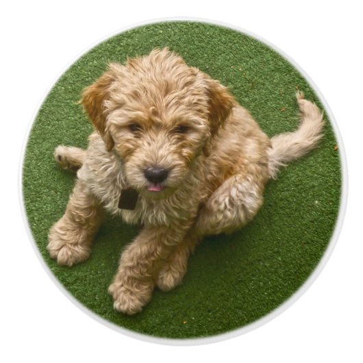 Entzückender Welpe Keramikknauf (Vorderseite)