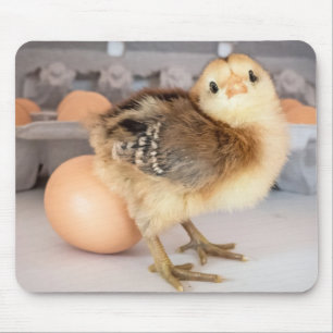 Entzückendes Baby-Huhn und frischer Ei-Karton Mousepad