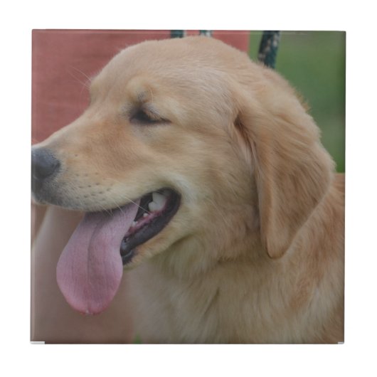 Entzückendes golden retriever fliese (Vorderseite)