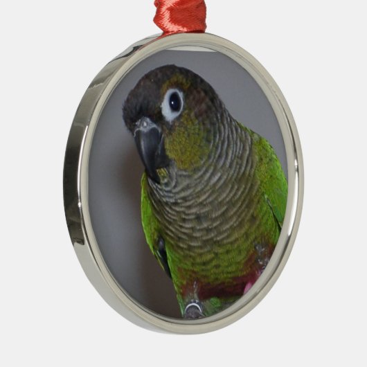 Entzückendes Greencheek Conure Silbernes Ornament (Rechts)