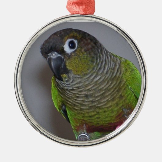 Entzückendes Greencheek Conure Silbernes Ornament (Vorne)