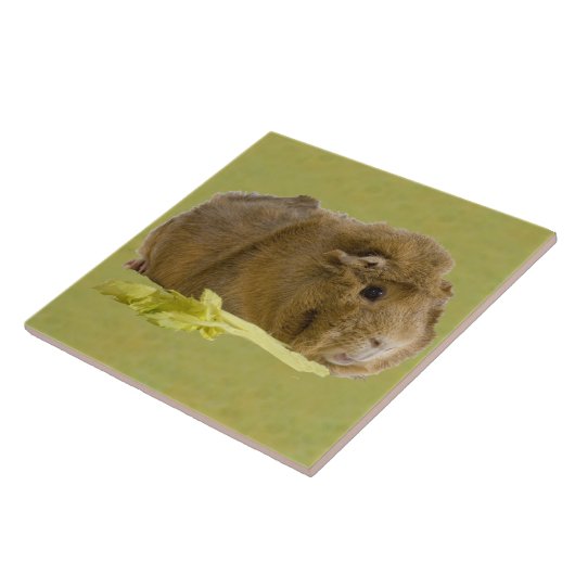 Entzückendes Ingwer-Meerschweinchen, das Fliese (Seite)