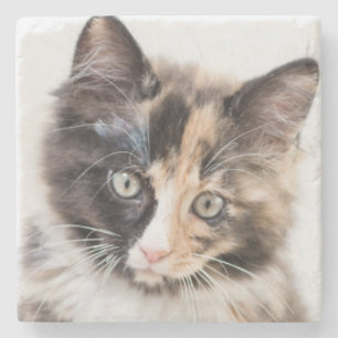 Entzückendes Kaliko-Kätzchen Steinuntersetzer