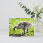 Entzückendes Kanada-Gansgänschen Postkarte (Stehend Vorderseite)