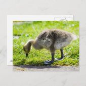 Entzückendes Kanada-Gansgänschen Postkarte (Vorne/Hinten)