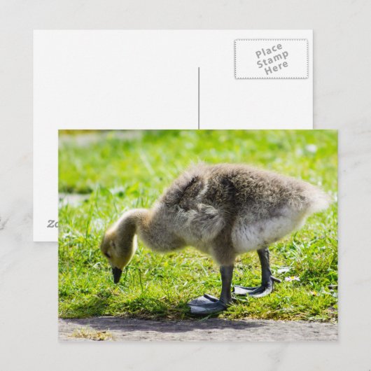 Entzückendes Kanada-Gansgänschen Postkarte (Vorne/Hinten)
