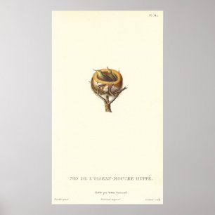 Entzückendes Nest Kolibris der mit Haube - hübsch! Poster