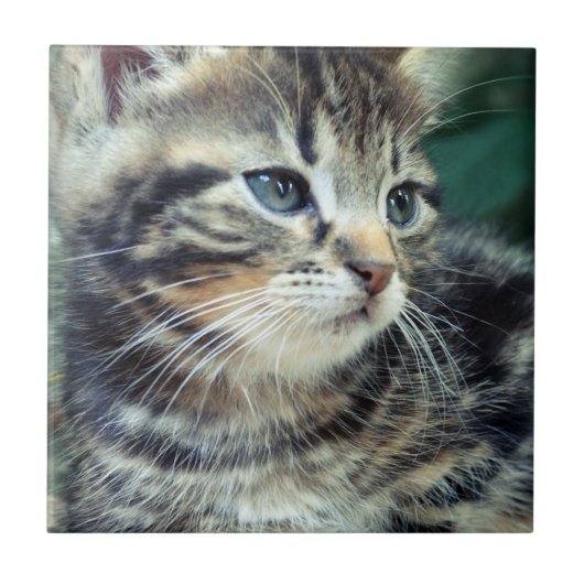 Entzückendes niedliches Kätzchen Fliese (Vorderseite)
