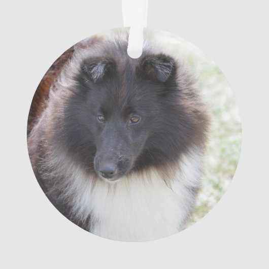 Entzückendes Sheltie Ornament (Rückseite)