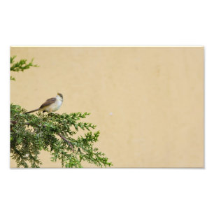 Entzückendes Spatzen-Vogel-Foto Fotodruck