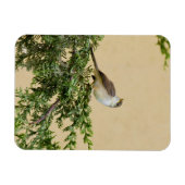 Entzückendes Spatzen-Vogel-Foto Magnet (Horizontal)