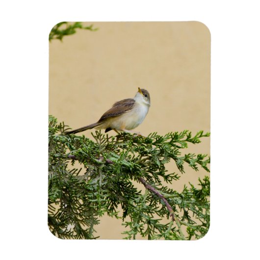 Entzückendes Spatzen-Vogel-Foto Magnet (Vertikal)
