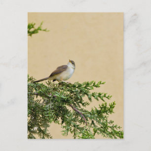 Entzückendes Spatzen-Vogel-Foto Postkarte