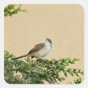Entzückendes Spatzen-Vogel-Foto Quadratischer Aufkleber