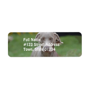 Entzückendes Weimaraner
