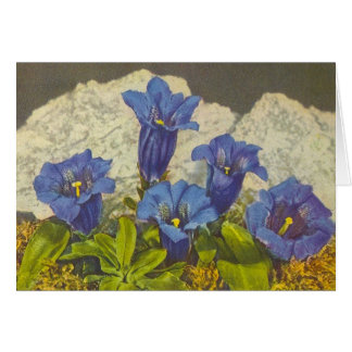 Enzian-Blume