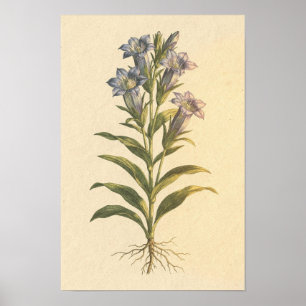 Enzian-Botanik-Studie 12 × 18 Poster