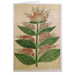 Enzian mit eingebildeten Blumen