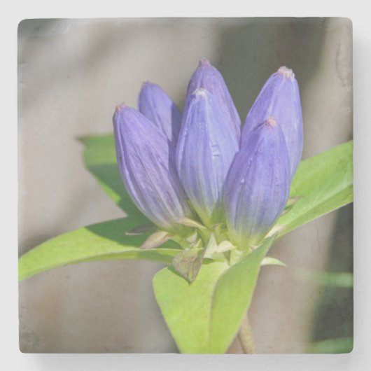 Enzian Steinuntersetzer (Vorderseite)