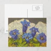 Enzianblume Postkarte (Vorne/Hinten)