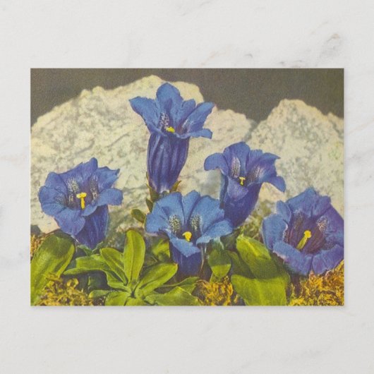 Enzianblume Postkarte (Vorderseite)