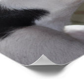 Enzo-Nickerchen Poster (Ecke)