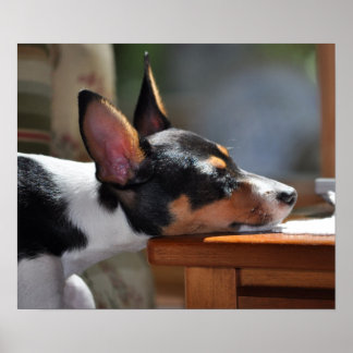 Enzo-Nickerchen Poster