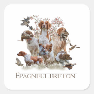 Epagneul Breton, Bretagne Spaniel Quadratischer Aufkleber