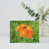 Épervière orangée postkarte (Stehend Vorderseite)