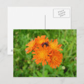 Épervière orangée postkarte (Vorne/Hinten)