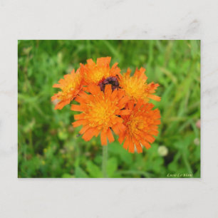 Épervière orangée postkarte