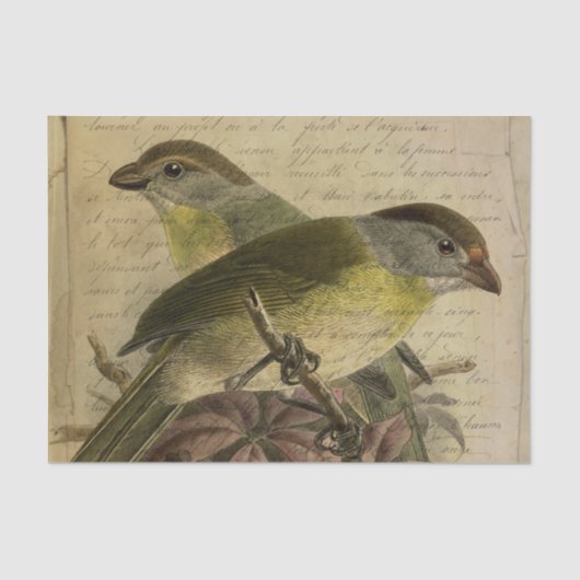 Ephemera Birds und Script Seidenpapier (Vorderseite)