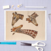 Ephemera Decoupage Giraffe Heads Seidenpapier (Handwerk)