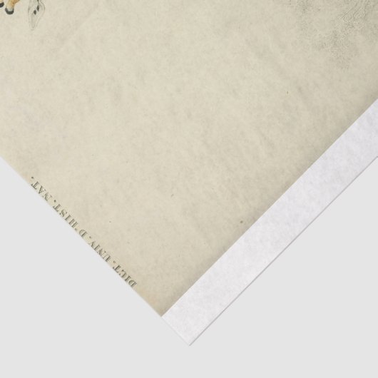 Ephemera Decoupage Giraffe Seidenpapier (Detail)