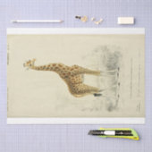 Ephemera Decoupage Giraffe Seidenpapier (Handwerk)