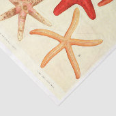 Ephemera Decoupage Seidenpapier (Ausschnitt)