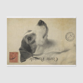 Ephemera French Postcard Jack Russel Terrier Dog Seidenpapier
