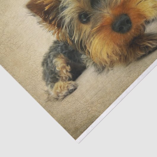 Ephemera French Postcard Terrier Dog Decoupage Seidenpapier (Ausschnitt)