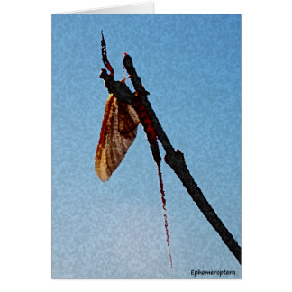 Ephemeroptera - Karte