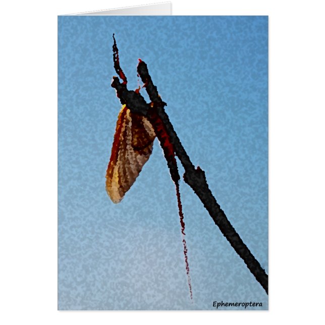 Ephemeroptera - Karte (Vorne)