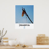 Ephemeroptera - Poster (Küche)