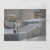 Ephesus Cat Postkarte (Vorderseite)