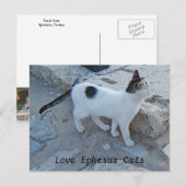 Ephesus Cats Postcard Postkarte (Vorne/Hinten)