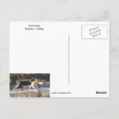 Ephesus Cats Postcard Postkarte (Rückseite)