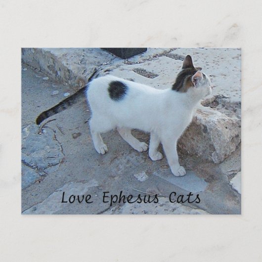 Ephesus Cats Postcard Postkarte (Vorderseite)