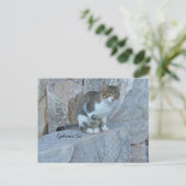 Ephesus Feral Cat Postcard Postkarte (Stehend Vorderseite)